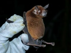 Pteronotus parnellii