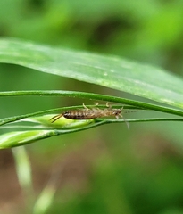Apterygida albipennis