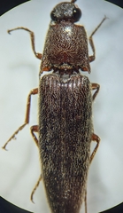 Melanotus sagittarius