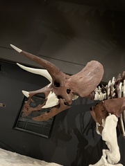 Triceratops