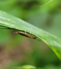 Apterygida albipennis