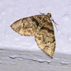 Hammaptera improbaria