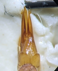 Melanotus sagittarius