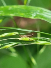 Apterygida albipennis