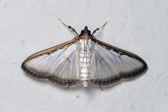 Cydalima pfeifferae