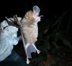 Trachops cirrhosus