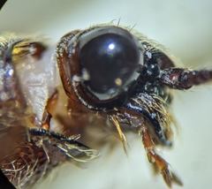 Melanotus sagittarius