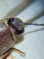 Melanotus sagittarius