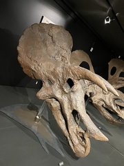 Triceratops prorsus