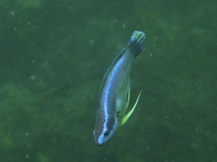 Cirrhilabrus temminckii