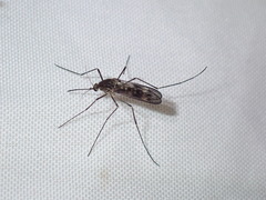 Culiseta incidens