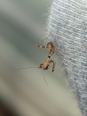 Miomantis paykullii