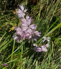 Dianthus hyssopifolius