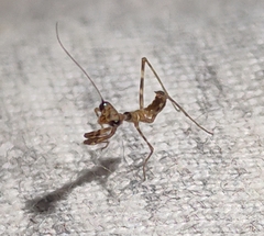 Miomantis paykullii