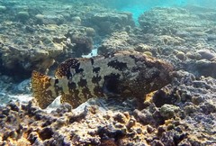 Epinephelus fuscoguttatus