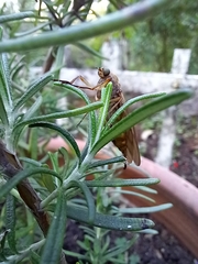 Chiromyzinae