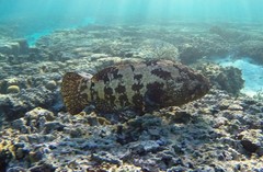 Epinephelus fuscoguttatus