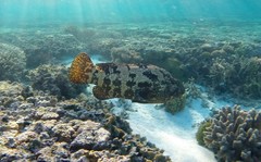 Epinephelus fuscoguttatus