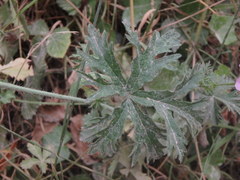 Malva moschata
