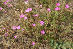 Dianthus repens