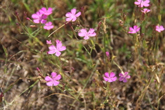 Dianthus repens