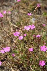 Dianthus repens