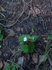 Viola canadensis scopulorum