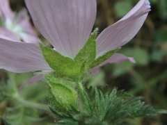 Malva moschata