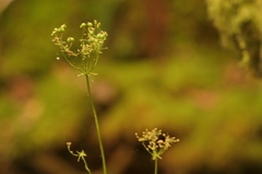 Physospermum cornubiense