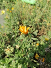 Calendula officinalis