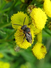 Epeolus variegatus