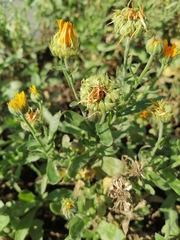 Calendula officinalis