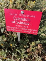 Calendula officinalis