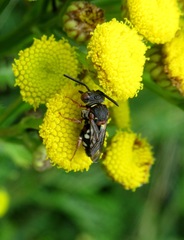 Epeolus variegatus