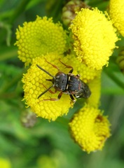 Epeolus variegatus