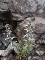 Artemisia genipi
