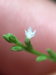 Verbena urticifolia