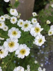 Tanacetum parthenium