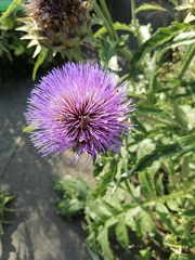 Cynara cardunculus