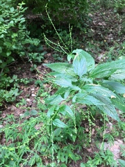 Verbena urticifolia
