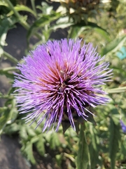 Cynara cardunculus