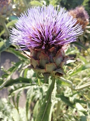 Cynara cardunculus