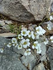 Cherleria arctica