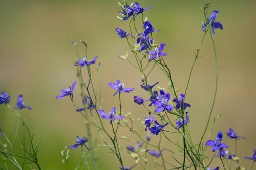 Forking Larkspur