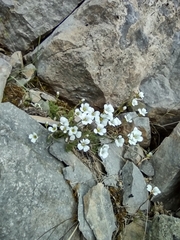 Cherleria arctica