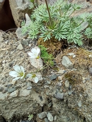 Cherleria arctica