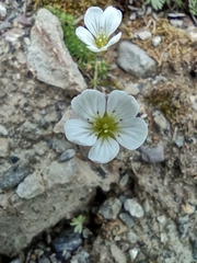 Cherleria arctica