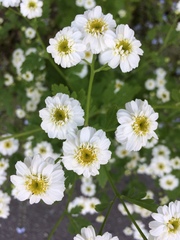 Tanacetum parthenium