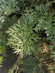 Artemisia absinthium