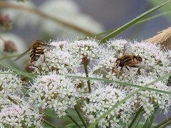 Helophilus neoaffinis
